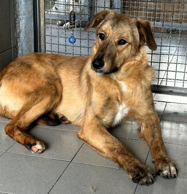 PAPRIKA DOLCE CUCCIOLONA Foto 4